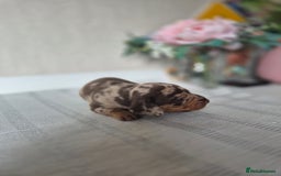 Dachshund dogs for sale: Miniature dachshund puppies PRA CLR - Image 23