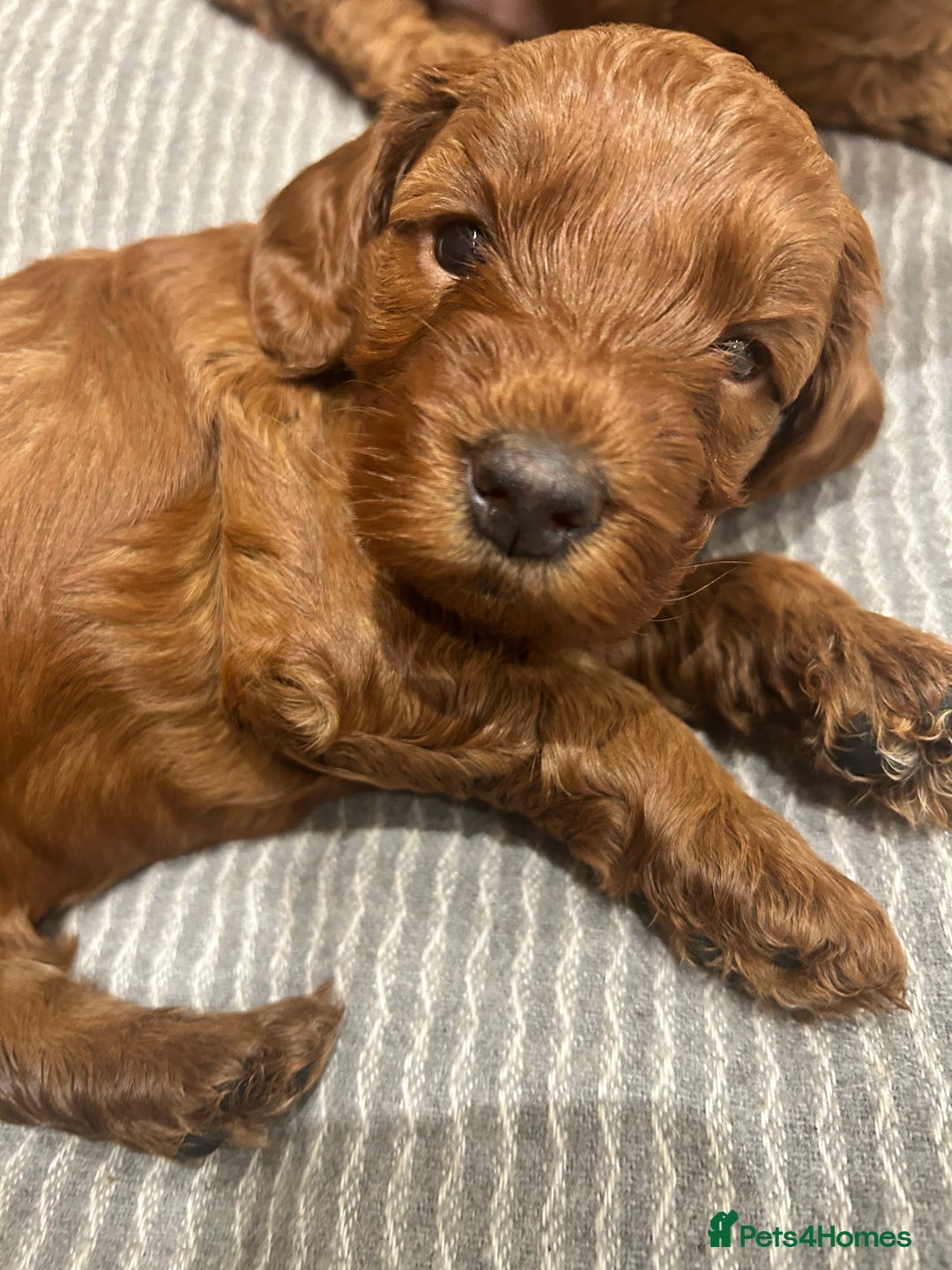 Irish Doodle dogs for sale: Gorgeous Irish Doodle Puppies  🐾 - Image 3