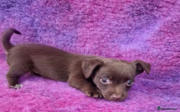 Jack Russell dogs for sale: Miniature Jack Russel’s - Image 18