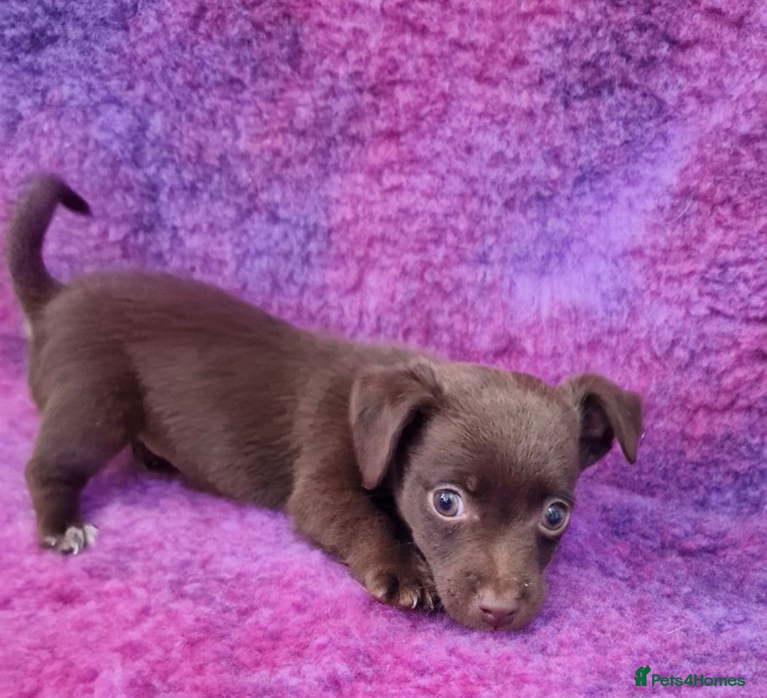 Jack Russell dogs for sale: Miniature Jack Russel’s - Image 18
