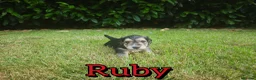Mixed Breed dogs for sale: Loving Parsons Russell Cross Puppies  - Advert 24
