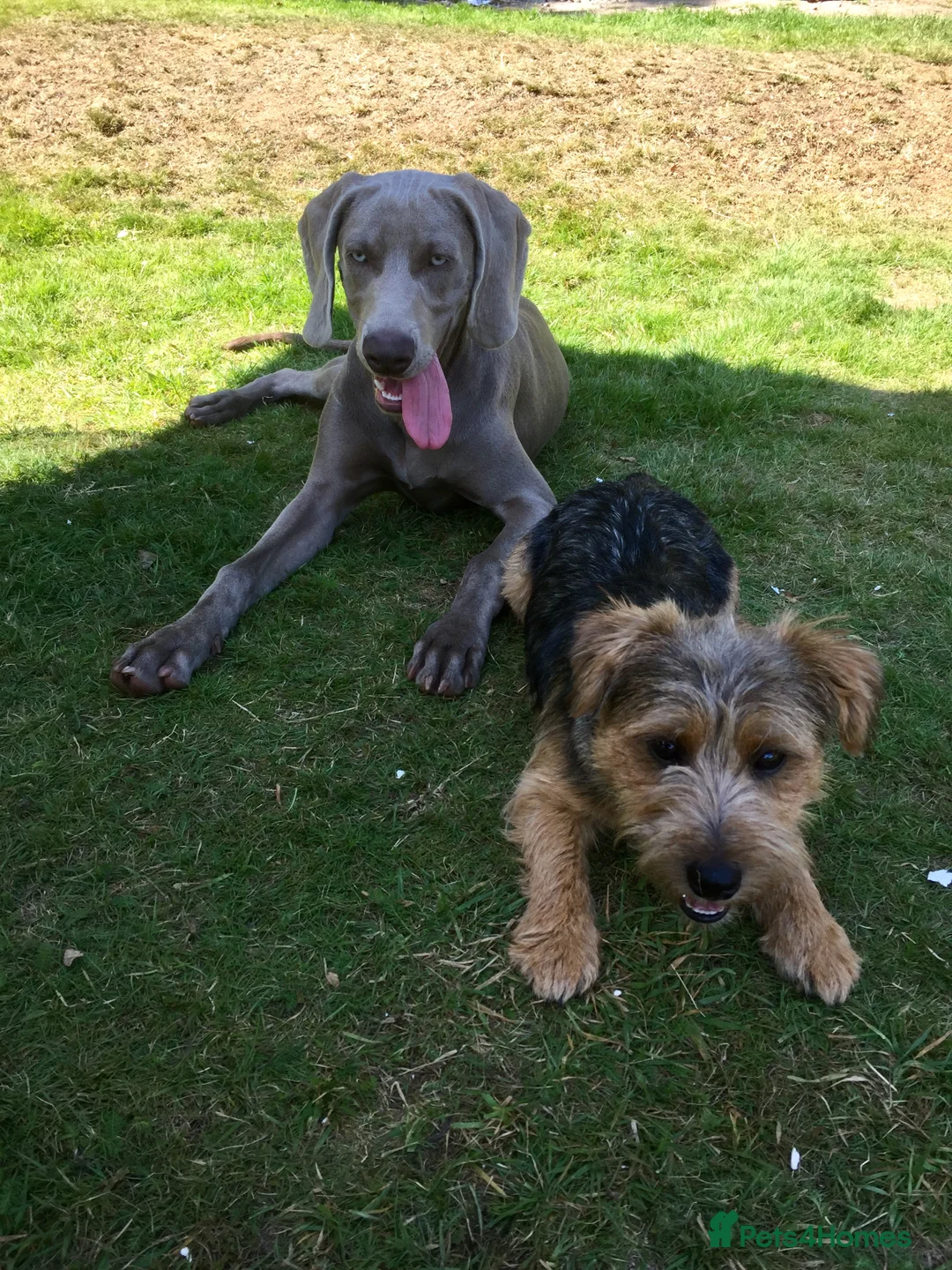 Norfolk Terrier dogs for stud: 3/4 Norfolk x 1/4 Jack Russell proven stud in Burton-on-Trent - Advert 4