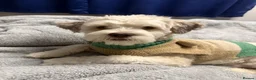 Lhasa Apso dogs for sale: 1 year old boy for sale  in Leeds - Advert 3