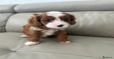 Cavapoo dogs - Advert 6