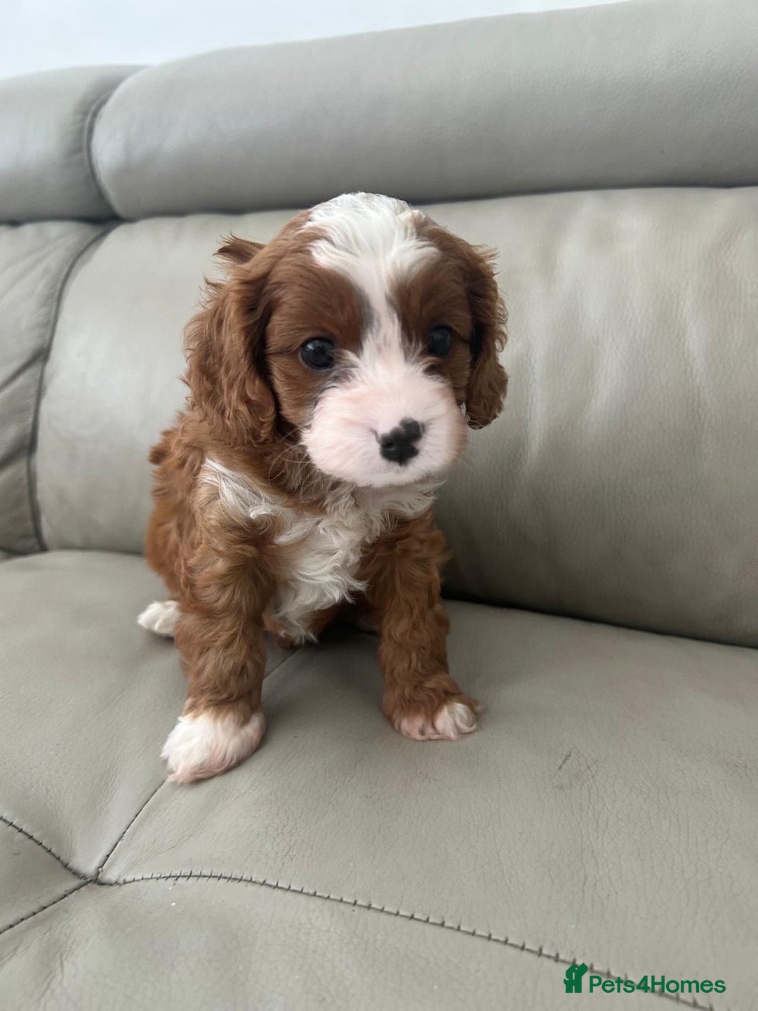 Cavapoo dogs for sale: 🧸F1 Cavapoo, health tested with unique markings.  - Image 3