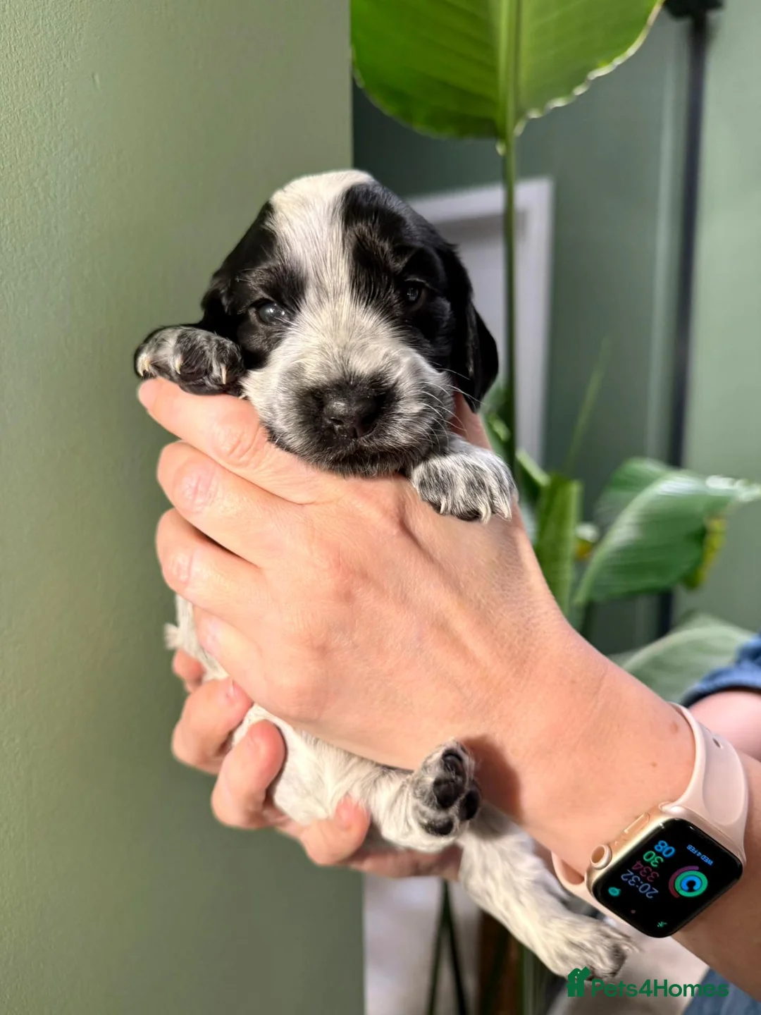 Cocker Spaniel dogs for sale: Gorgeous KC/Full Health Cocker Spaniel show type - Advert 20