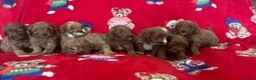Cavapoo dogs for sale: 🐶 stunning F1B Cavapoos🐶 - Advert 12