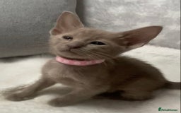 Oriental cats for sale: Oriental X Siamese  - Image 21