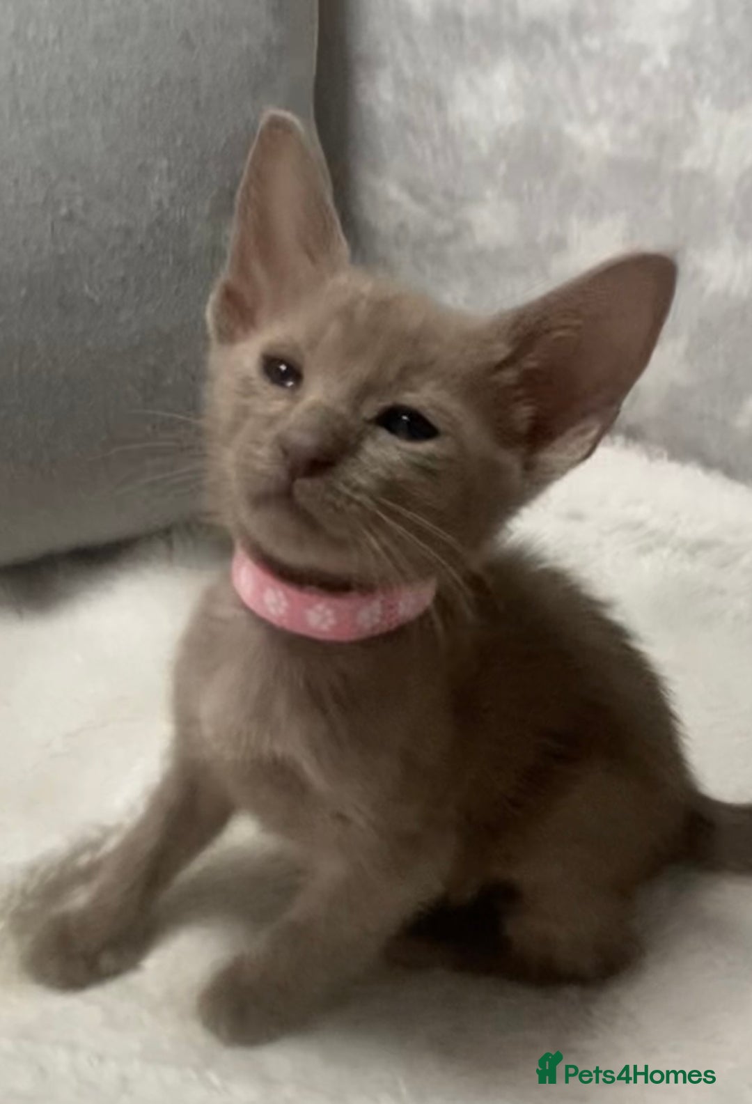 Oriental cats for sale: Oriental X Siamese  - Image 21