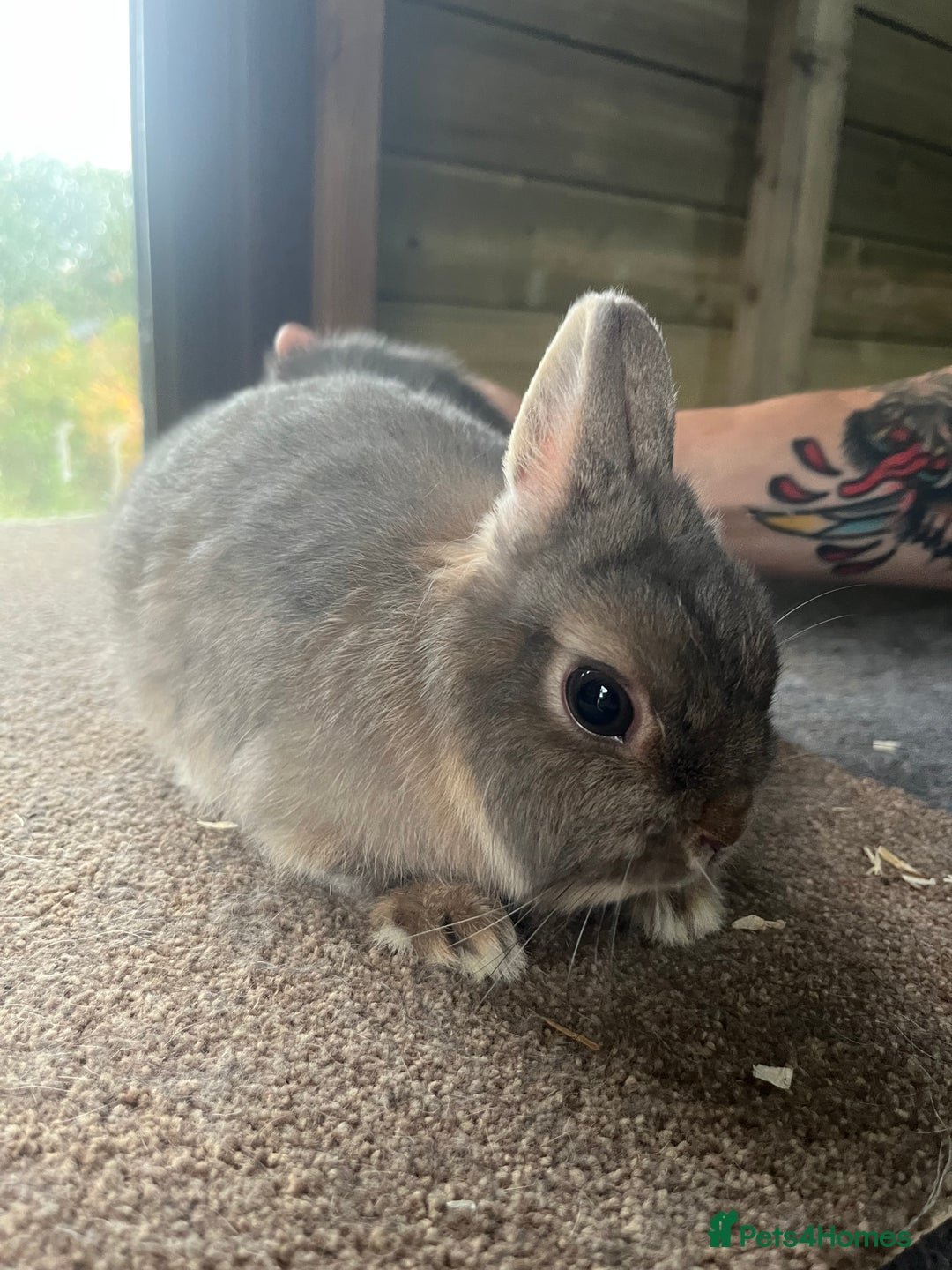 Netherland Dwarf rabbits for sale: Mixed- doe/ buck -Netherland dwarf/dutch  - Image 5