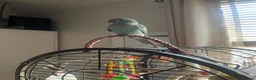 Ringnecks birds for sale: Ringneck parrot  in Plymouth - Advert 1