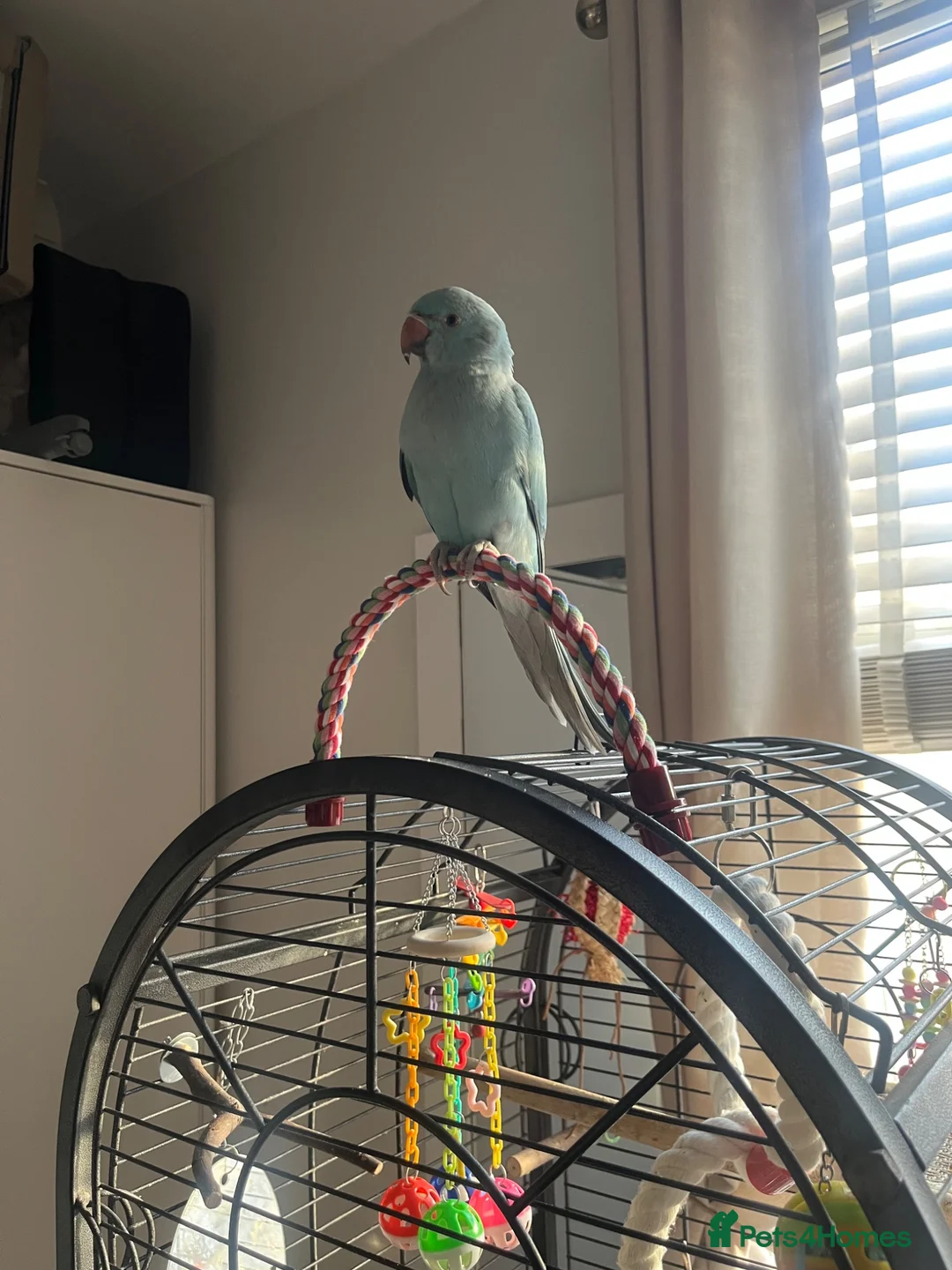 Ringnecks birds for sale: Ringneck parrot  in Plymouth - Advert 1