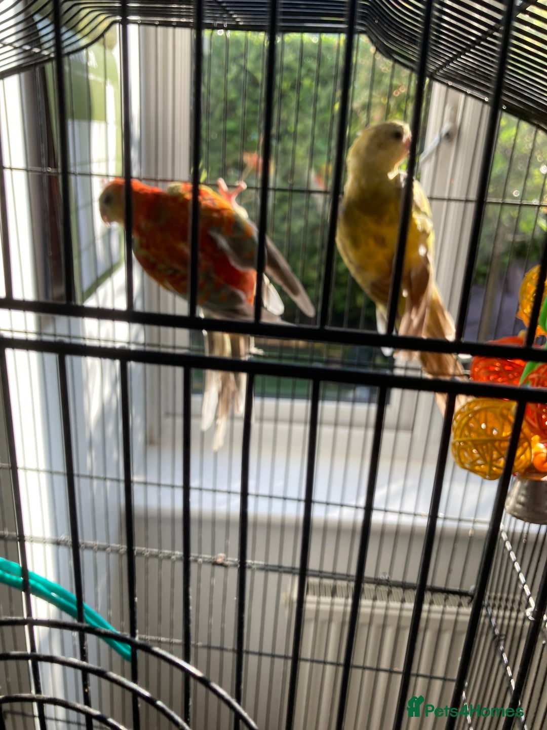 Parakeets birds for sale: Red rump pair - Image 5