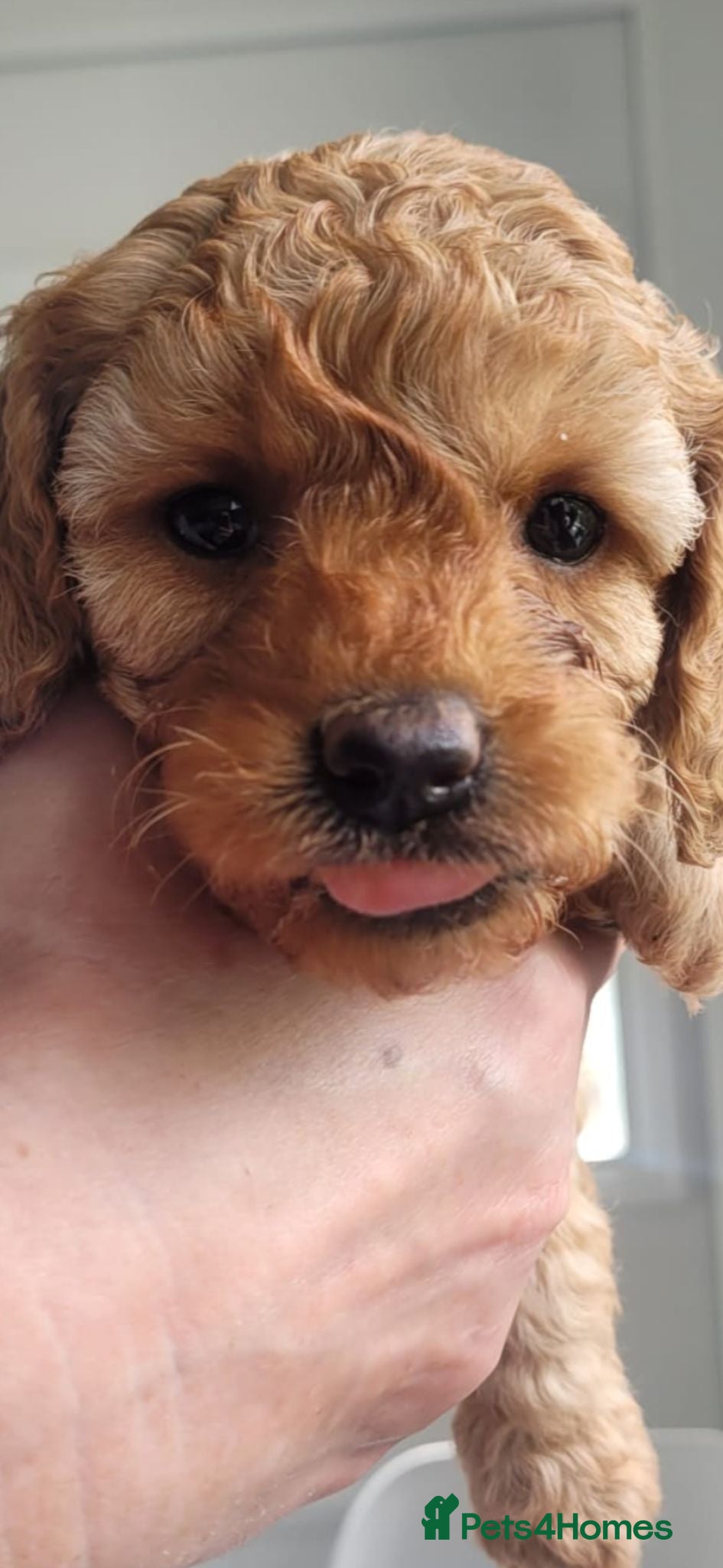 Cavapoo dogs HEALTH-TESTED CAVAPOOS. - Advert 1