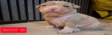 American Bully Puppy 3