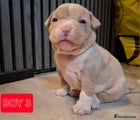 American Bully Puppy 3