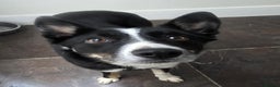Border Collie dogs for adoption: MOLLY 2yr old Border Collie - Advert 1