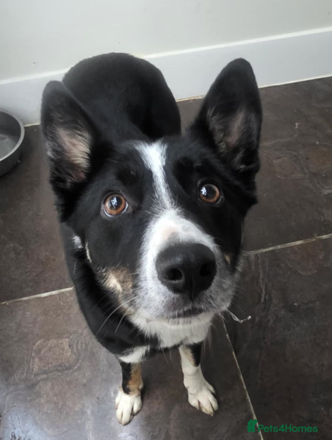 Border Collie dogs for adoption: MOLLY 2yr old Border Collie - Advert 1