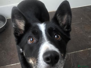 Border Collie dogs MOLLY 2yr old Border Collie - Advert 3
