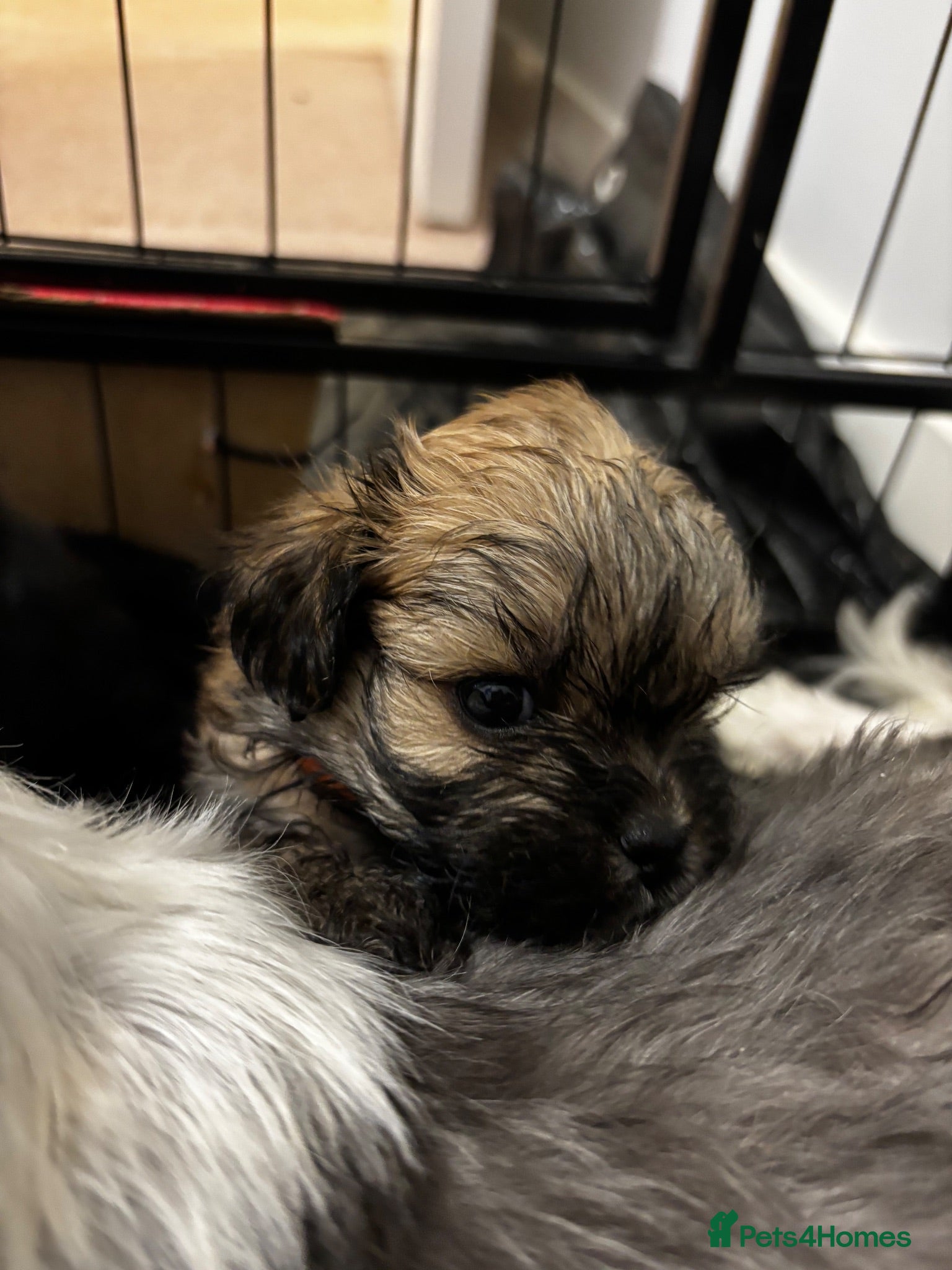 Mixed Breed dogs ONLY THREE LEFT! 6 gorgeous Shorkie Puppies  - Advert 4