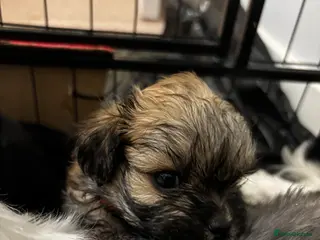 Mixed Breed dogs ONLY THREE LEFT! 6 gorgeous Shorkie Puppies - Advert 4