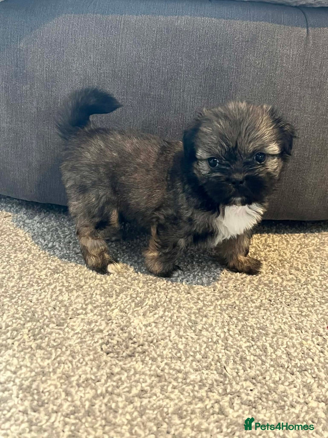 Zuchon dogs for sale: Bichon x Westie x Shih zu  - Advert 23