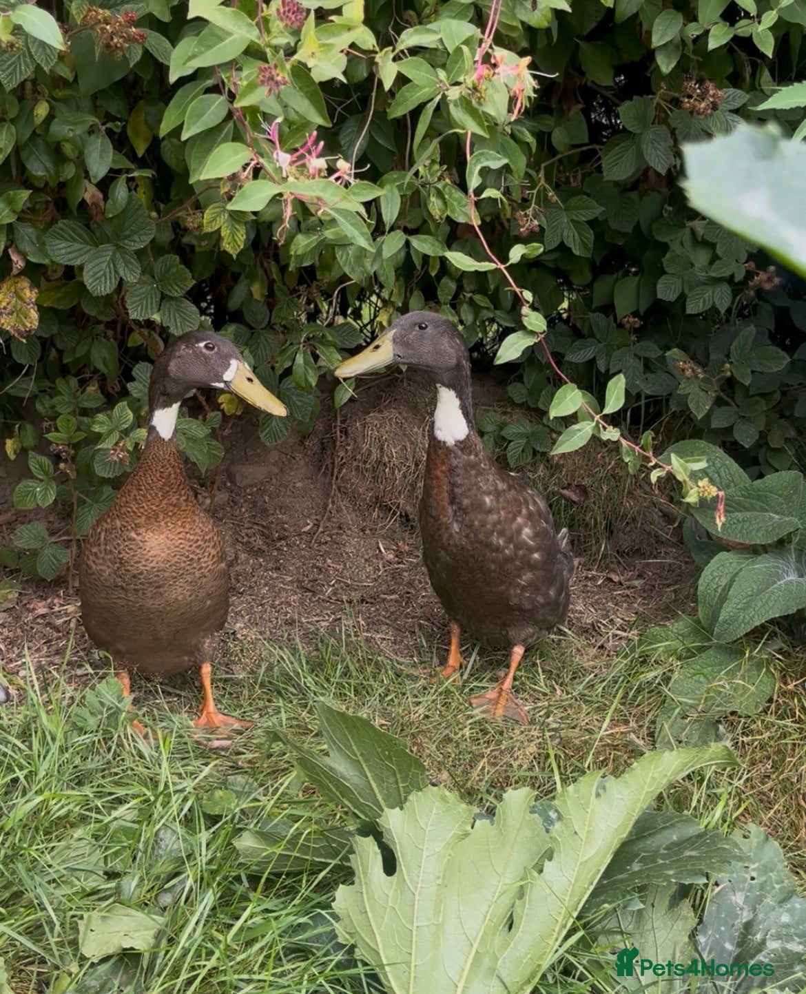Ducks poultry Three Male Indian Runner Ducks  - Advert 2