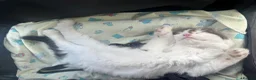 Mixed Breed cats for sale: 9 Week Old Kitten + Everything Included in London - Advert 8