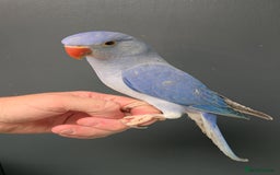 Ringnecks birds for sale: Lovely Handreared Ringnecks, Alexandrines, Conures - Image 1