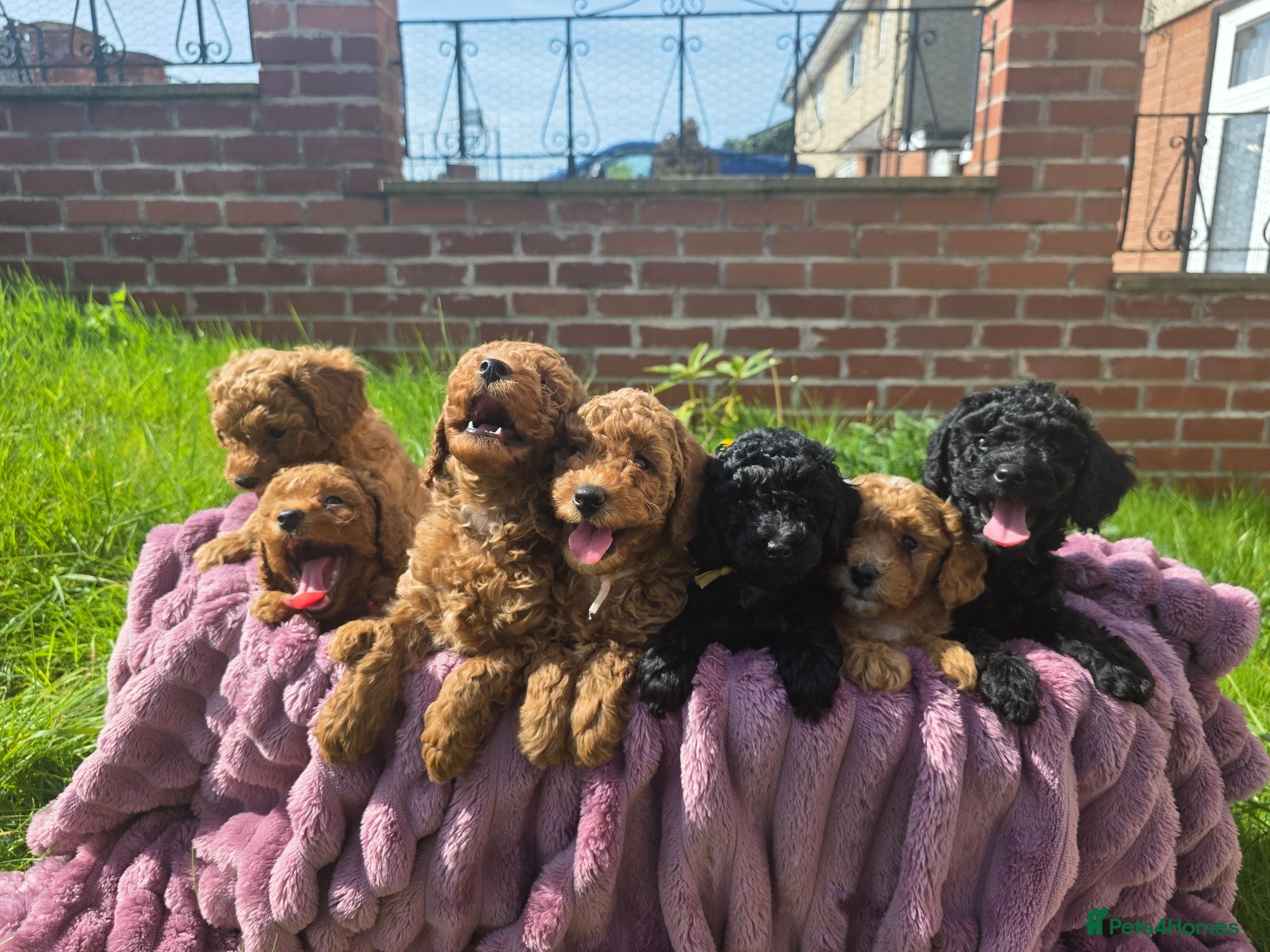 Toy Poodle dogs Toy Poodle  - Advert 1