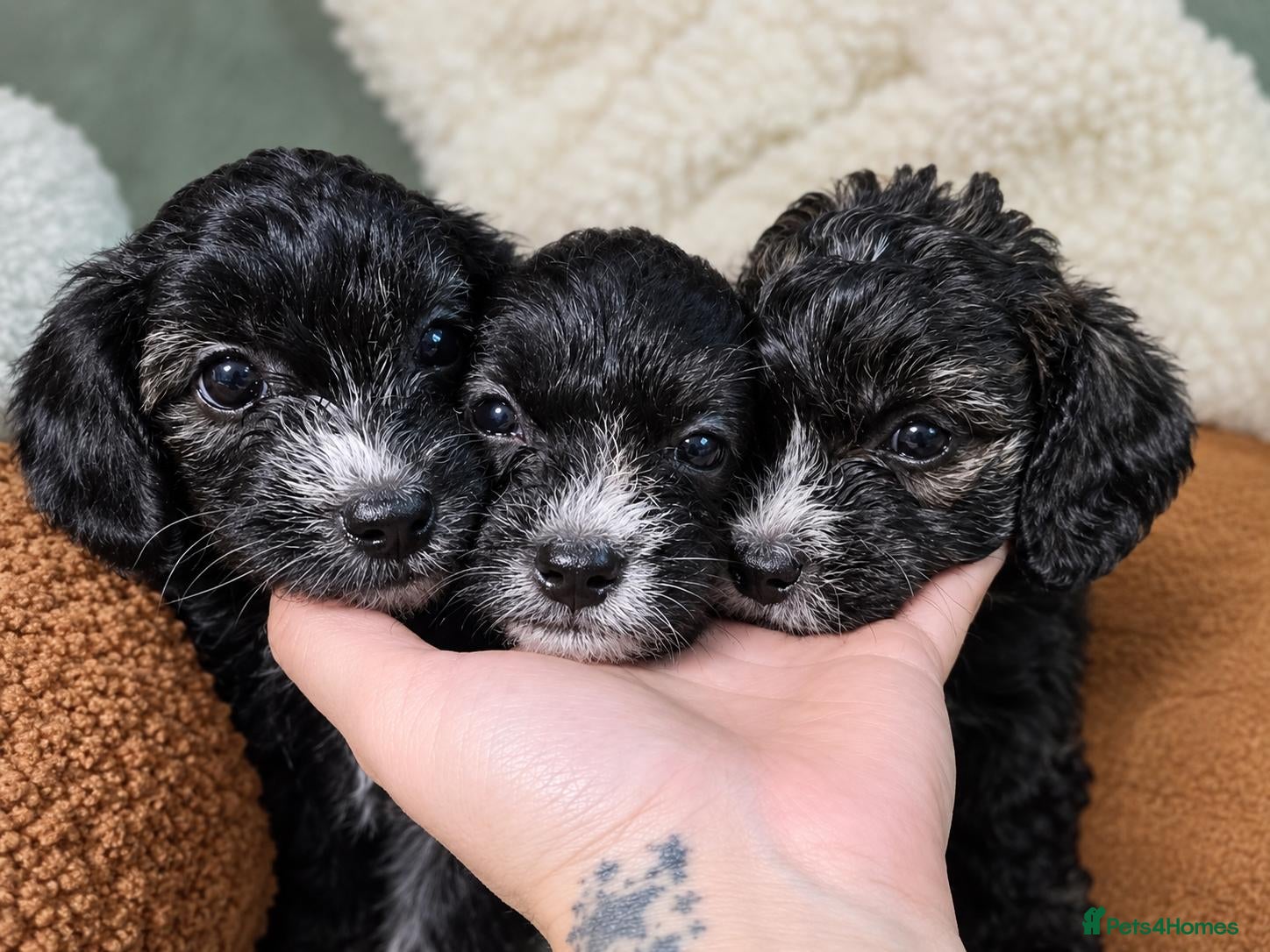Yorkiepoo dogs Adorable Yorkiepoo Puppies Available - Litter of 6 - Advert 1