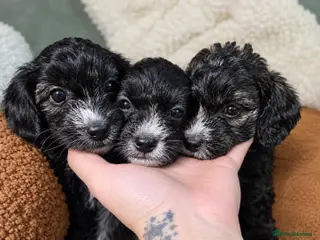 Yorkiepoo dogs 3 puppies left ... Adorable Yorkiepoo Puppies - Advert 4