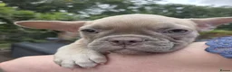 Frug dogs for sale:  Stunning Frug puppies  - Advert 19