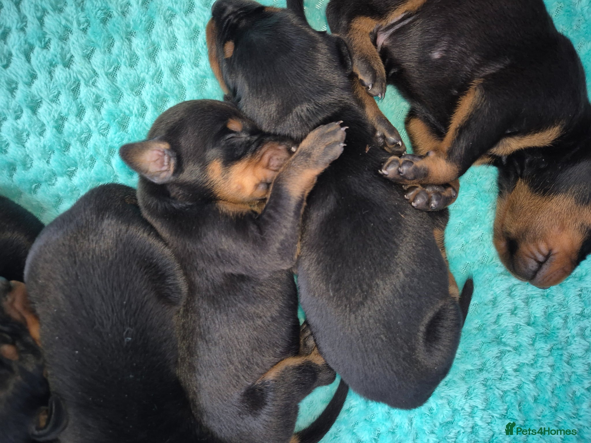 Dobermann dogs ⭐️⭐️⭐️⭐️⭐️ KC Reg European Dobermann puppies - Advert 4