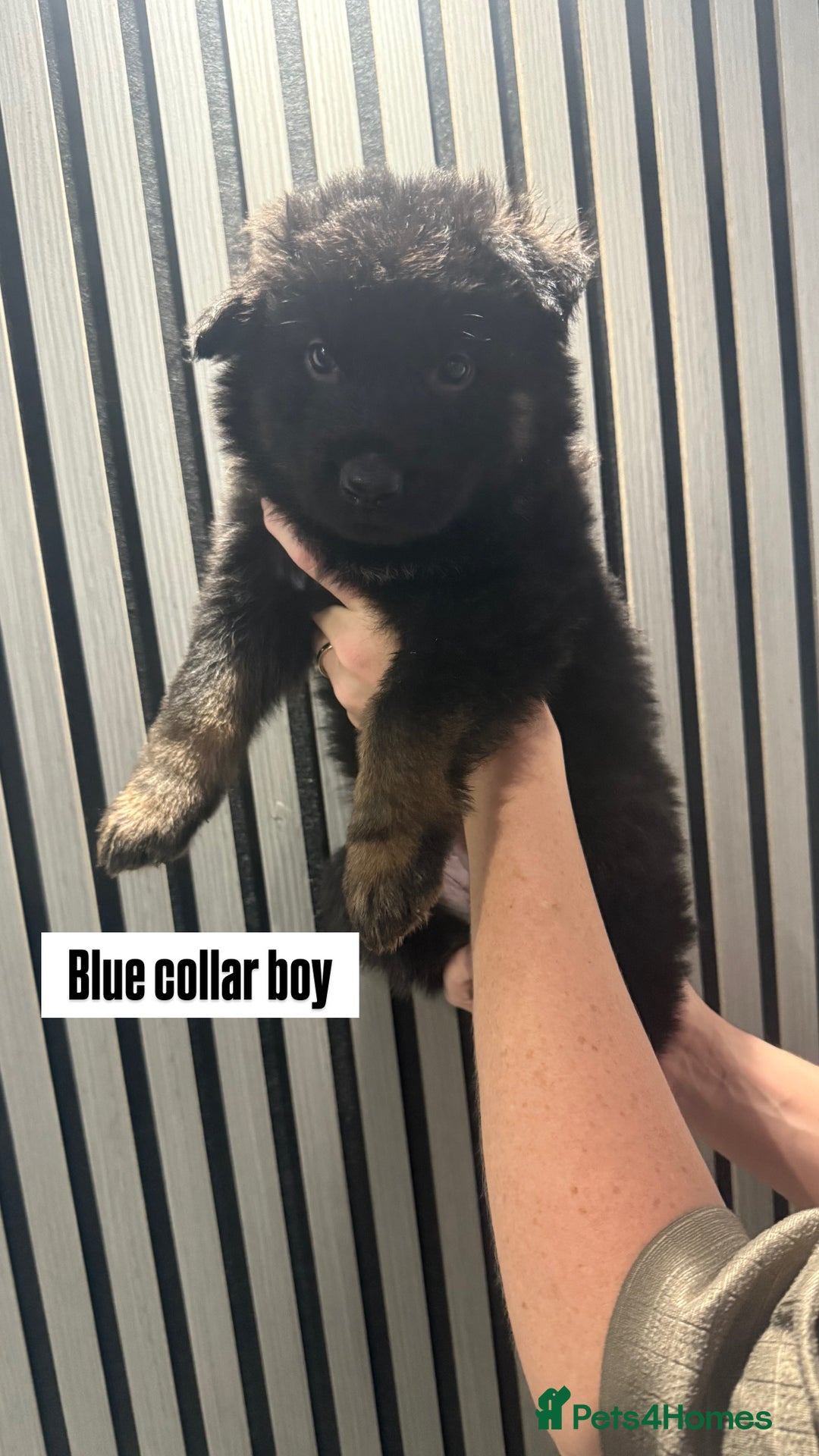 German Shepherd dogs for sale: German shepherd puppies.  - Image 4