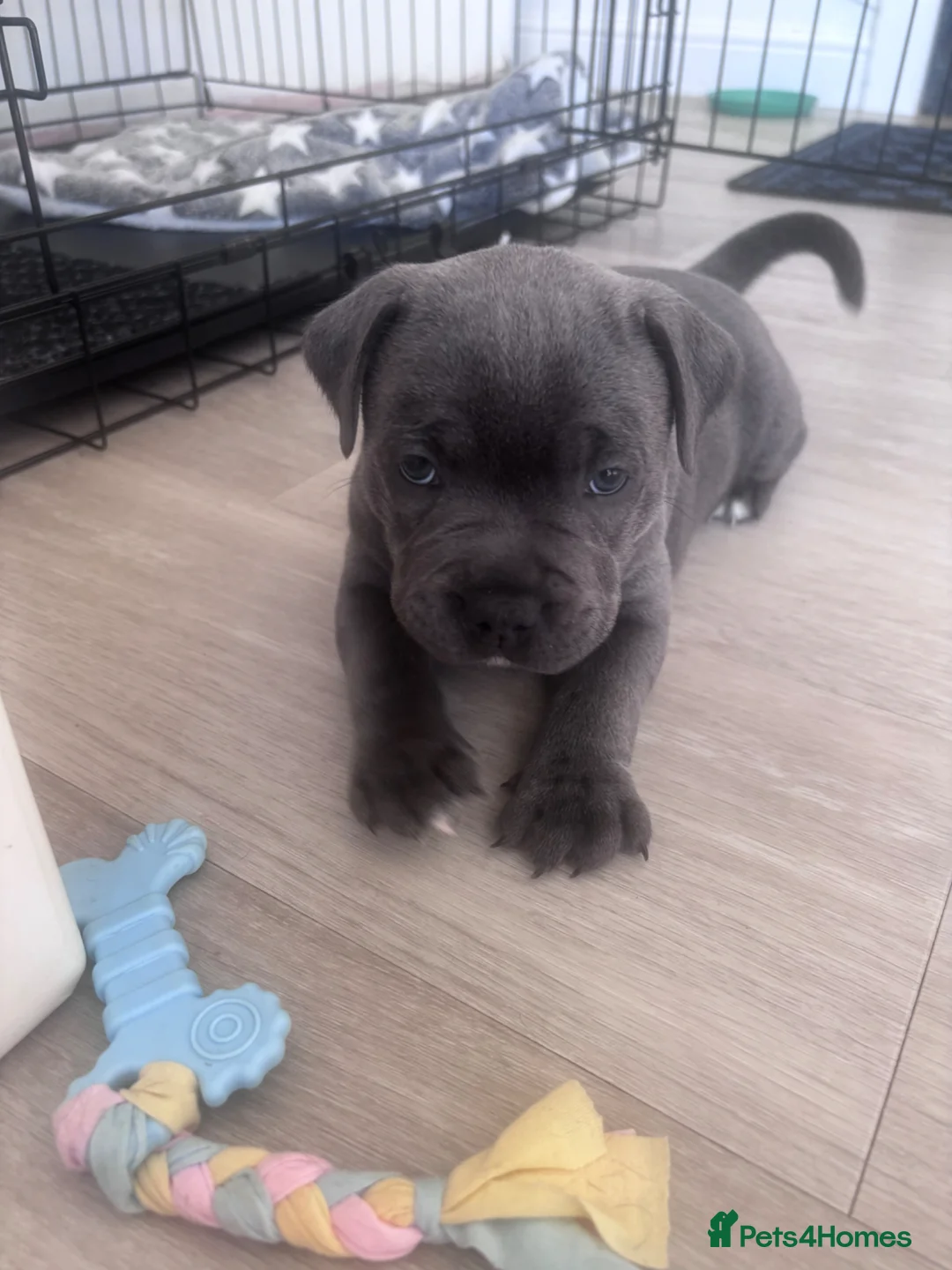 Staffordshire Bull Terrier dogs for sale: KC REG STAFFORDSHIRE BULL TERRIERS - Advert 2