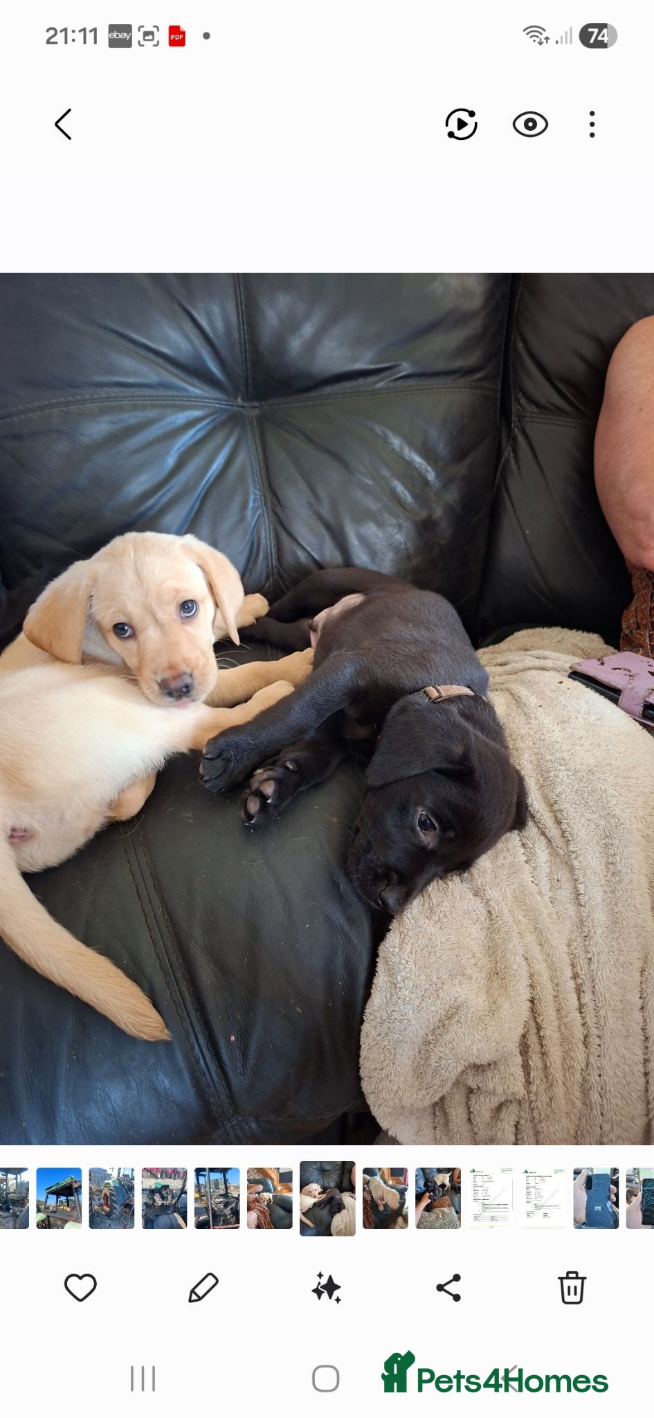Labrador Retriever dogs Labrador puppies  - Advert 1