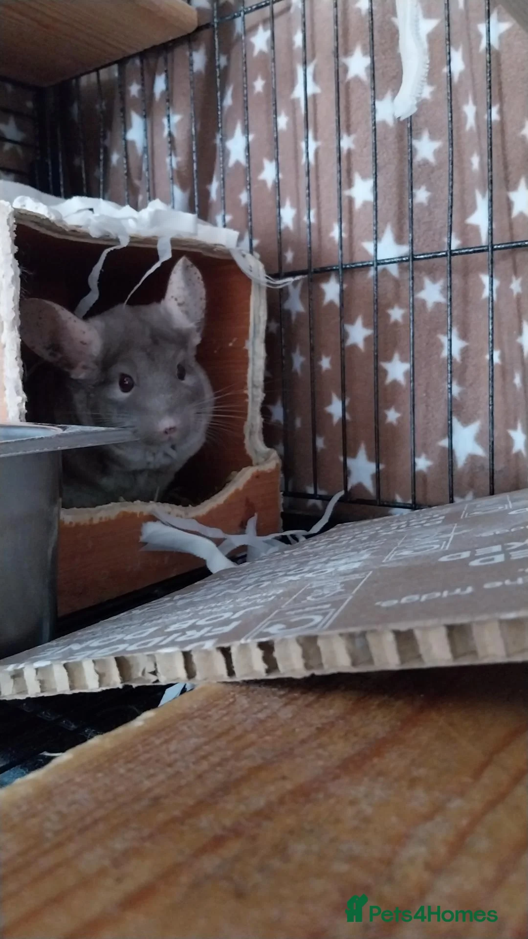 Chinchilla rodents for sale: Rescue Chinchillas - Advert 4