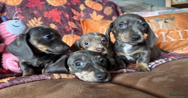 Miniature Dachshund dogs - Advert 6