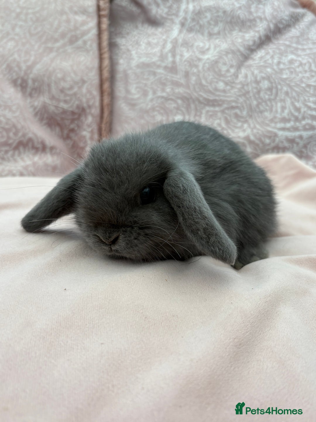 Mini Lop rabbits for sale: Beautiful mini lop bunnies  - Advert 1