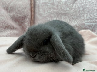 Mini Lop rabbits Beautiful mini lop bunnies - Advert 1