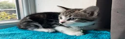 Mixed Breed cats for sale: Three chilled out goofballs - Advert 14