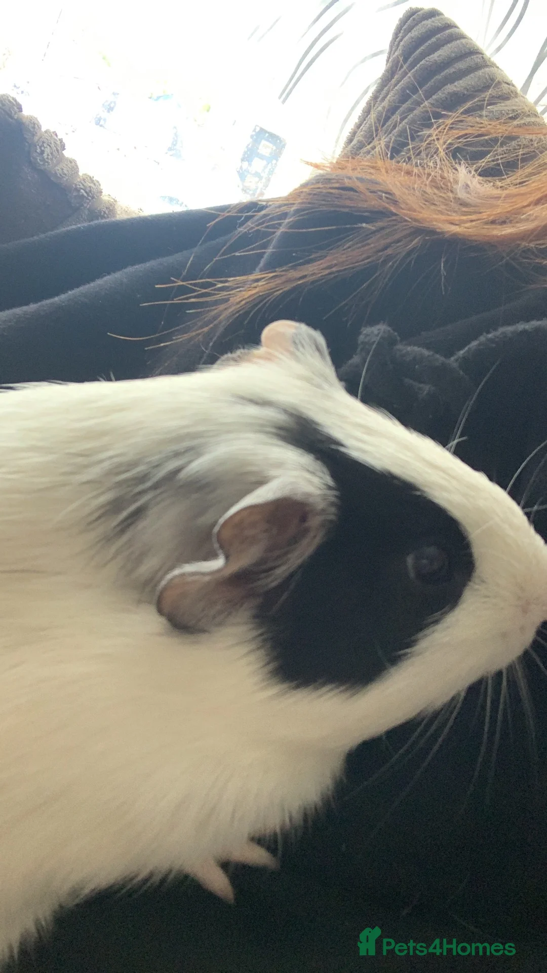 Guinea Pig rodents for sale: Free little guy in Bideford - Advert 1