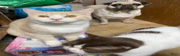 British Shorthair cats for sale: Young adult boys  - Advert 6