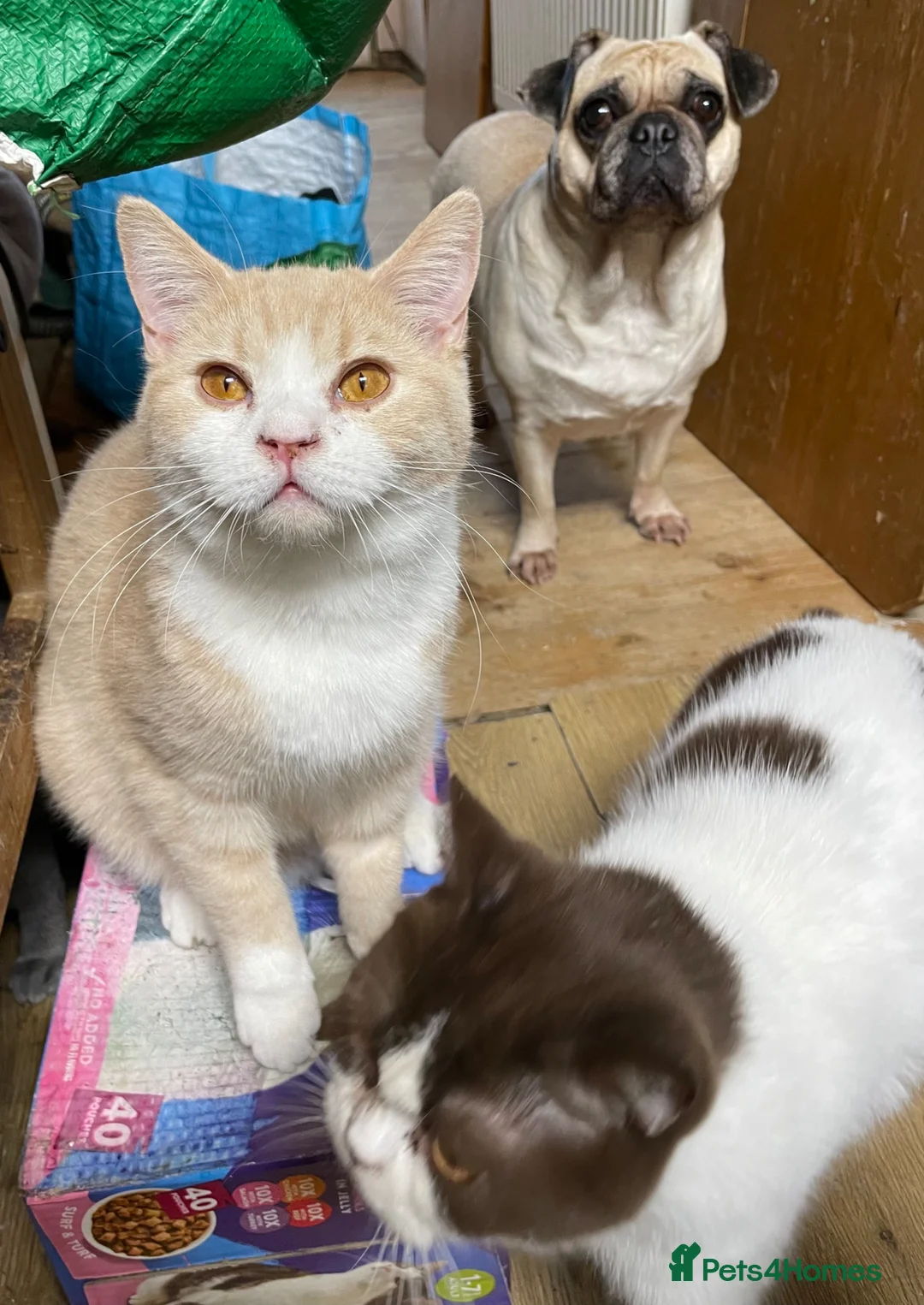 British Shorthair cats for sale: Young adult boys  - Advert 6