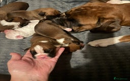 Boxer dogs for sale: KC Registered Boxer Puppies - Image 4