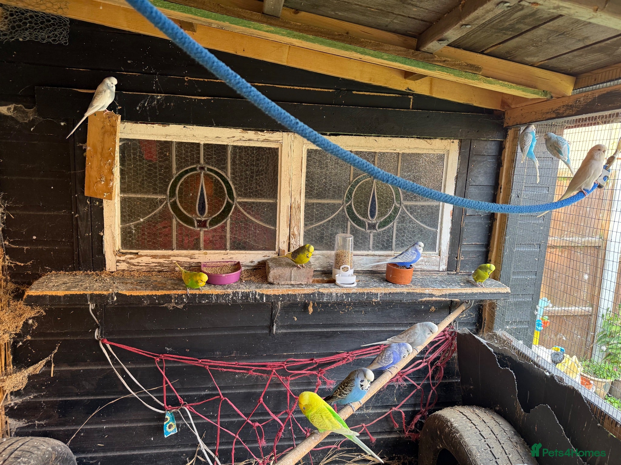 Budgerigars birds 14 x budgies for sale mixed sexes (£35 each bird)  - Advert 4