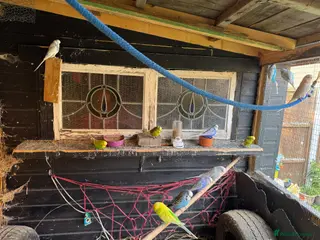 Budgerigars birds 14 x budgies for sale mixed sexes (£35 each bird) - Advert 4