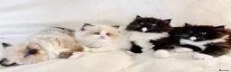 Ragdoll cats for sale: Four beautiful Ragdoll x Persian kittens available - Advert 3