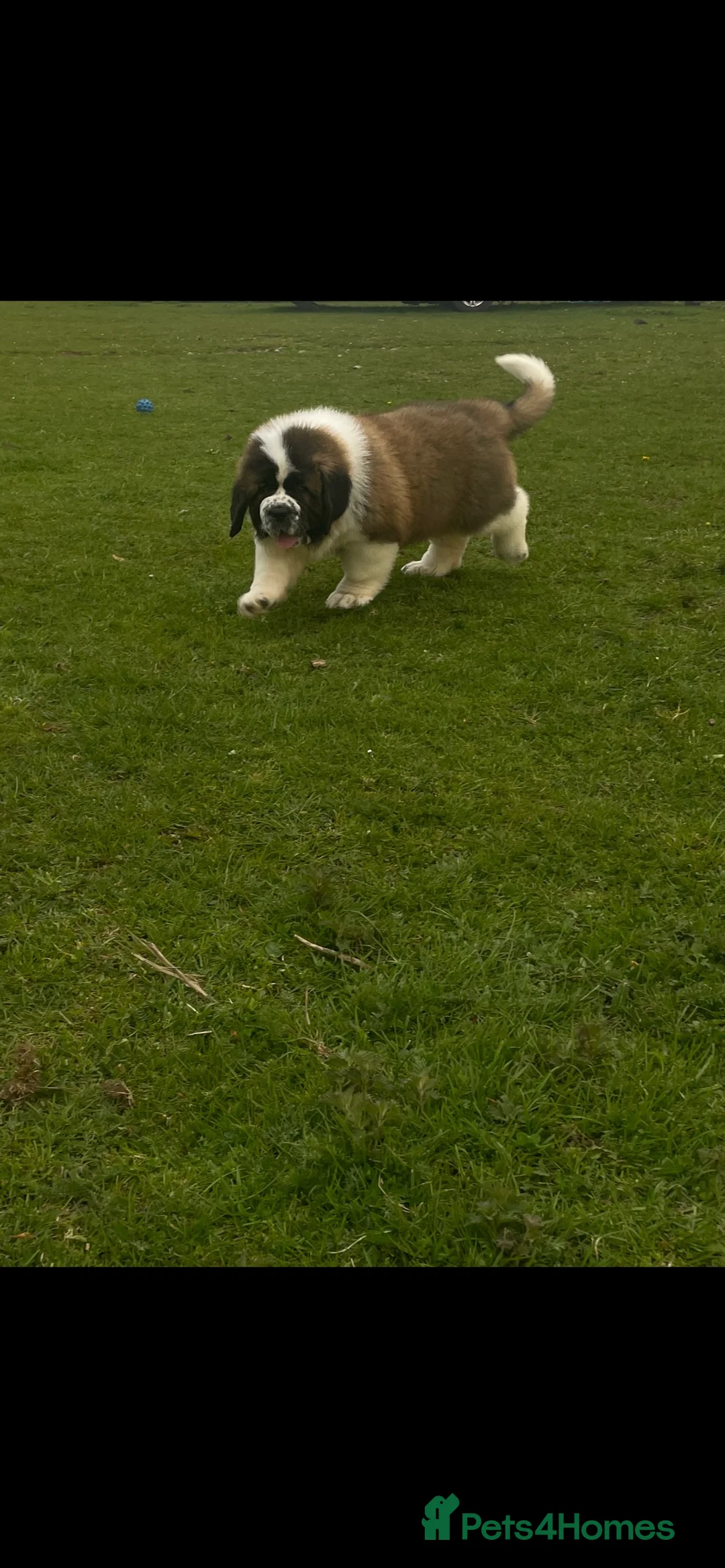 Saint Bernard dogs for sale: Saint Bernard Pups (KC Reg) - Advert 2